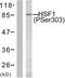 Heat Shock Transcription Factor 1 antibody, LS-C117376, Lifespan Biosciences, Western Blot image 