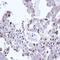 Tripartite Motif Containing 32 antibody, orb73694, Biorbyt, Immunohistochemistry paraffin image 