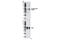 Serum/Glucocorticoid Regulated Kinase 1 antibody, 5599S, Cell Signaling Technology, Western Blot image 