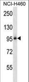 Integrin Subunit Beta 5 antibody, LS-B10667, Lifespan Biosciences, Western Blot image 
