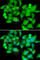 Ubiquitin Associated And SH3 Domain Containing B antibody, A7141, ABclonal Technology, Immunofluorescence image 