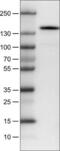 c-Kit antibody, NBP2-52974, Novus Biologicals, Western Blot image 