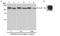Tripartite Motif Containing 28 antibody, ab10483, Abcam, Western Blot image 