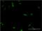 Caudal Type Homeobox 4 antibody, MA5-18575, Invitrogen Antibodies, Immunofluorescence image 