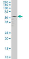 GA Binding Protein Transcription Factor Subunit Alpha antibody, LS-C133214, Lifespan Biosciences, Western Blot image 