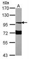 Neuroligin 1 antibody, NBP2-19520, Novus Biologicals, Western Blot image 