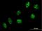 Ubiquitin Specific Peptidase 16 antibody, H00010600-B01P, Novus Biologicals, Immunofluorescence image 