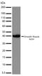Actin Alpha 2, Smooth Muscle antibody, 701457, Invitrogen Antibodies, Western Blot image 