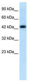 Alpha-enolase antibody, TA330151, Origene, Western Blot image 
