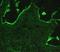 Collagen Type IV Alpha 1 Chain antibody, orb27320, Biorbyt, Immunofluorescence image 