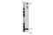 Centromere Protein F antibody, 58982S, Cell Signaling Technology, Western Blot image 