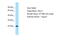 Vestigial Like Family Member 4 antibody, ARP66982_P050, Aviva Systems Biology, Western Blot image 