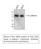 Cadherin 1 antibody, STJ92819, St John