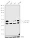 Jun Proto-Oncogene, AP-1 Transcription Factor Subunit antibody, 711207, Invitrogen Antibodies, Western Blot image 