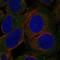 Lipase E, Hormone Sensitive Type antibody, HPA006567, Atlas Antibodies, Immunocytochemistry image 