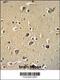 Protocadherin Gamma Subfamily C, 3 antibody, 55-054, ProSci, Immunohistochemistry paraffin image 
