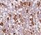 Proopiomelanocortin antibody, NBP2-33072, Novus Biologicals, Immunohistochemistry paraffin image 