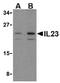 Interleukin 23 Subunit Alpha antibody, AP05589PU-N, Origene, Western Blot image 