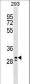 Penta-EF-Hand Domain Containing 1 antibody, LS-C158569, Lifespan Biosciences, Western Blot image 