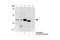 Spleen Associated Tyrosine Kinase antibody, 2712P, Cell Signaling Technology, Western Blot image 