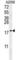 GM2 Ganglioside Activator antibody, abx032634, Abbexa, Western Blot image 
