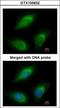 Ral Guanine Nucleotide Dissociation Stimulator Like 2 antibody, GTX105632, GeneTex, Immunocytochemistry image 