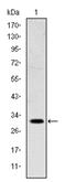 Homeobox protein MSX-1 antibody, AM06610SU-N, Origene, Western Blot image 