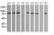 SEC14 And Spectrin Domain Containing 1 antibody, MA5-26231, Invitrogen Antibodies, Western Blot image 