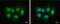 DNA Methyltransferase 3 Alpha antibody, PA5-77945, Invitrogen Antibodies, Immunofluorescence image 