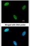 Deoxycytidine Kinase antibody, PA5-21846, Invitrogen Antibodies, Immunofluorescence image 