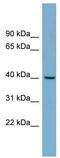 MuRF-1 antibody, TA330486, Origene, Western Blot image 