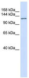 Atrophin 1 antibody, TA334771, Origene, Western Blot image 