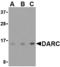 Atypical Chemokine Receptor 1 (Duffy Blood Group) antibody, TA306406, Origene, Western Blot image 