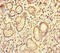 S100 Calcium Binding Protein G antibody, LS-C679390, Lifespan Biosciences, Immunohistochemistry paraffin image 