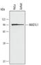 Mitotic Arrest Deficient 1 Like 1 antibody, AF4194, R&D Systems, Western Blot image 