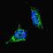 Protein lin-28 homolog B antibody, abx028365, Abbexa, Flow Cytometry image 