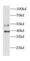 Caspase 12 (Gene/Pseudogene) antibody, FNab01286, FineTest, Western Blot image 