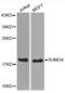 Small Ubiquitin Like Modifier 4 antibody, A3100, ABclonal Technology, Western Blot image 