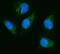 Hexosaminidase Subunit Alpha antibody, A00692-1, Boster Biological Technology, Immunofluorescence image 