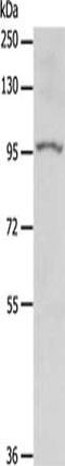 O-GlcNAcase antibody, CSB-PA910720, Cusabio, Western Blot image 