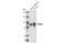 Discs Large MAGUK Scaffold Protein 4 antibody, 3450T, Cell Signaling Technology, Western Blot image 