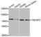 TNF Alpha Induced Protein 3 antibody, MBS126517, MyBioSource, Western Blot image 