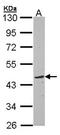 Target Of Myb1 Like 1 Membrane Trafficking Protein antibody, orb74022, Biorbyt, Western Blot image 
