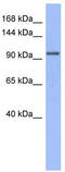 MutS Homolog 4 antibody, TA346020, Origene, Western Blot image 