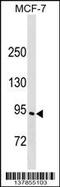 Engulfment And Cell Motility 3 antibody, 59-413, ProSci, Western Blot image 