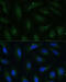 Coatomer Protein Complex Subunit Gamma 2 antibody, 16-252, ProSci, Immunofluorescence image 