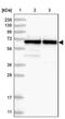 G Protein Nucleolar 3 antibody, NBP2-38325, Novus Biologicals, Western Blot image 