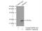 NADH:Ubiquinone Oxidoreductase Subunit A13 antibody, 10986-1-AP, Proteintech Group, Immunoprecipitation image 