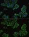 Enoyl-CoA hydratase, mitochondrial antibody, GTX64546, GeneTex, Immunofluorescence image 