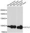 SCY1 Like Pseudokinase 2 antibody, A13179, ABclonal Technology, Western Blot image 